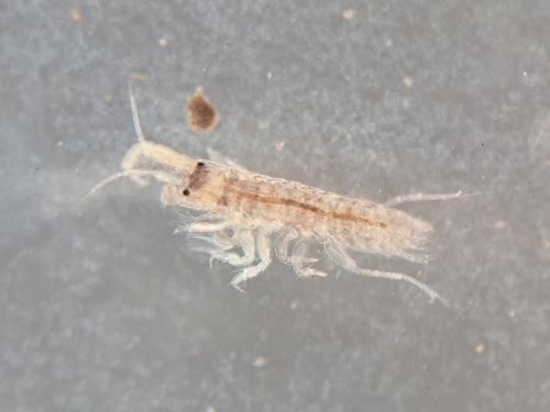 Monocorophium insidiosum