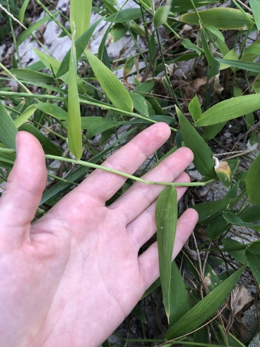 Stenotaphrum micranthum observed 2024-09-17