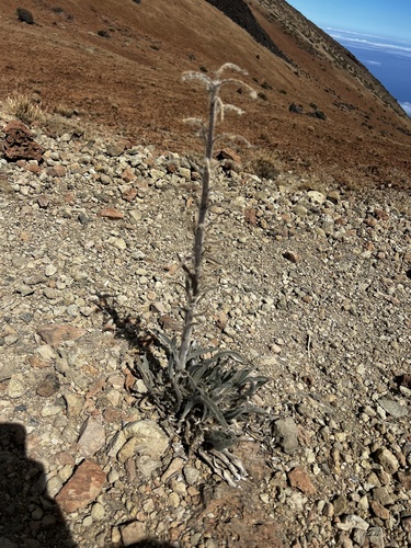 Echium auberianum, photograph 6