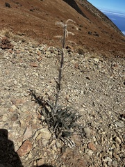 Echium auberianum, photograph (c) Alex Stuart, some rights reserved (CC BY)