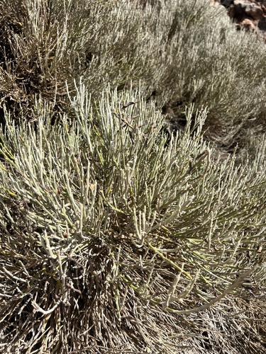 Image of Cytisus supranubius by (c) Alex Stuart, some rights reserved (CC BY)