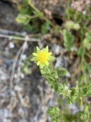 Ivesia saxosa