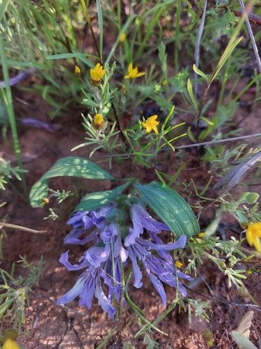 Babiana scabrifolia