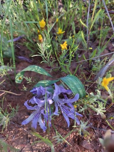 Babiana scabrifolia