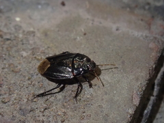Macroscytus japonensis