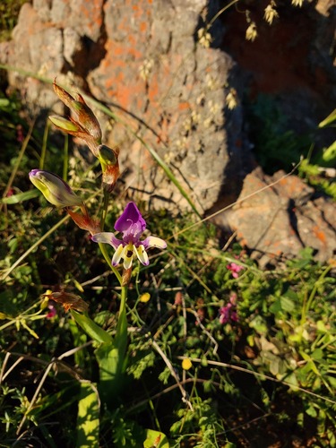 Sparaxis variegata