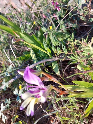 Sparaxis variegata