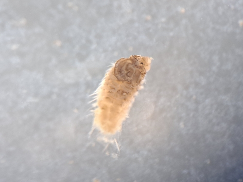 Bristleworm