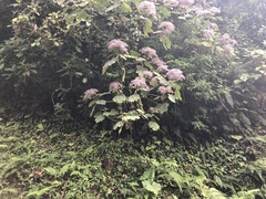 Neomirandea angularis