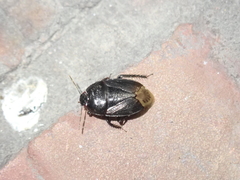 Macroscytus japonensis