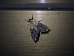 Agrotera basinotata