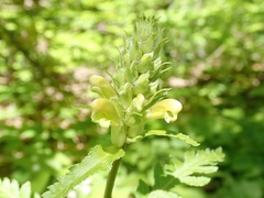 Pedicularis bracteosa
