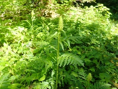 Pedicularis bracteosa