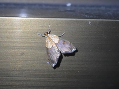Agrotera basinotata