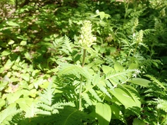 Pedicularis bracteosa