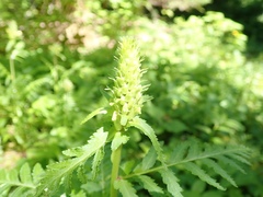 Pedicularis bracteosa