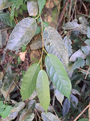 Image of Ficus sarmentosa by (c) vrxz, some rights reserved (CC BY-SA)