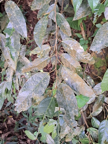Image of Ficus sarmentosa by (c) vrxz, some rights reserved (CC BY-SA)