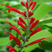 Salvia cinnabarina - Photo (c) James Gaither, μερικά δικαιώματα διατηρούνται (CC BY-NC-ND)
