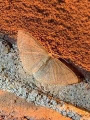 Pleuroprucha