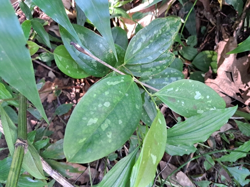 Image of Smilax bracteata by (c) vrxz, some rights reserved (CC BY-SA)
