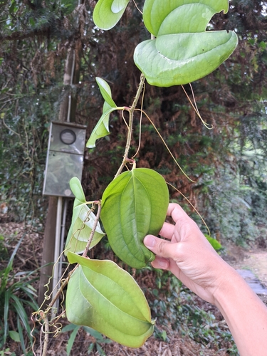 Image of Smilax bracteata by (c) vrxz, some rights reserved (CC BY-SA)