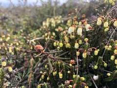 Cassiope tetragona tetragona