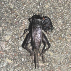 Gryllus texensis