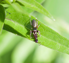 Tutelina similis