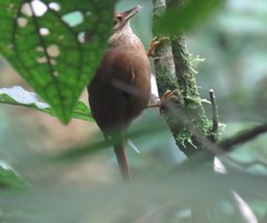 Anabacerthia variegaticeps