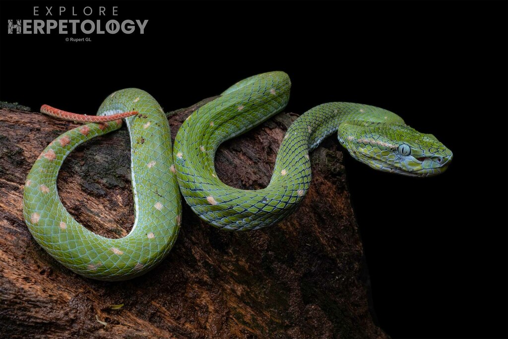 Indonesian Pit Viper