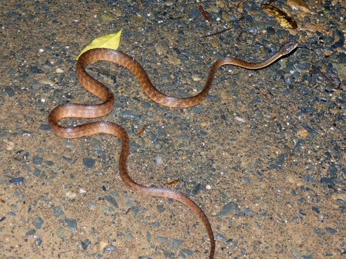 Brown Tree Snake sighting