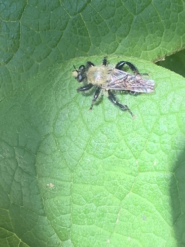 Black-tailed Laphria photo 6