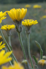 Crepis modocensis modocensis