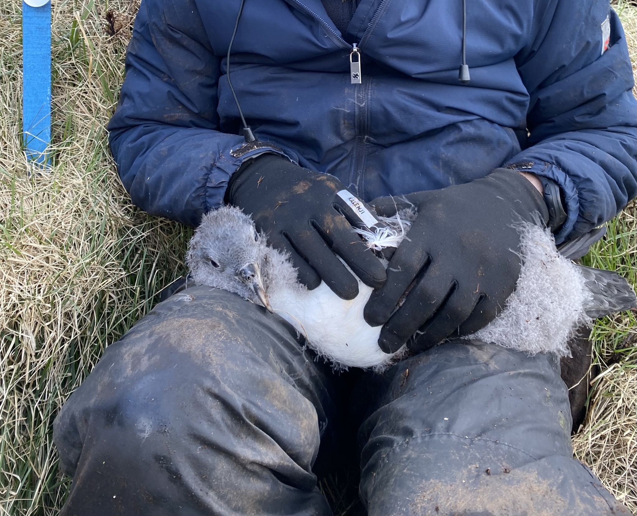 Grey Petrel (Procellaria cinerea), photo 4