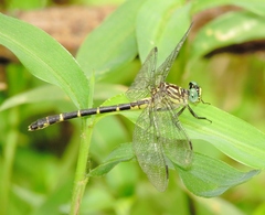 Stylogomphus sigmastylus