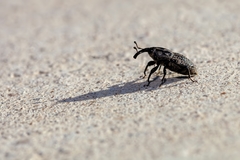 Sphenophorus cariosus