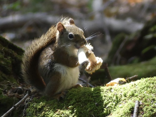 American Red Squirrel photographed in New Hampshire
