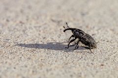 Sphenophorus cariosus