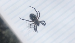 Aculepeira carbonarioides