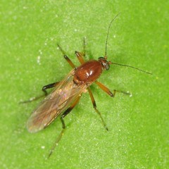 Palpomyia