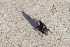 Sphenophorus cariosus