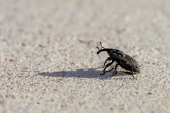 Sphenophorus cariosus