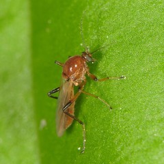 Palpomyia