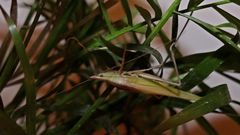 Eucaulopsis truncata