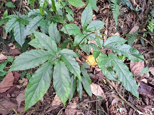 Heptapleurum heptaphyllum