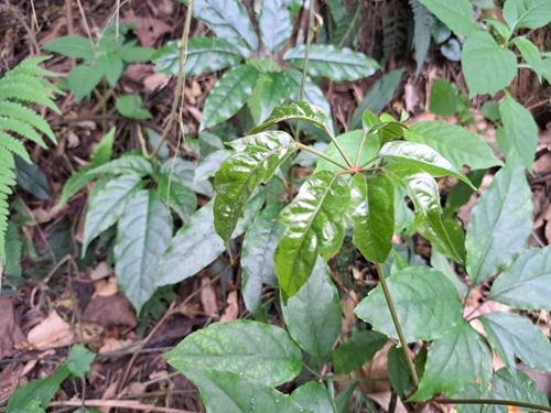 Heptapleurum heptaphyllum