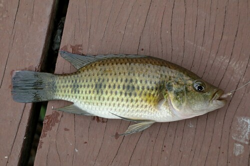 Bosumtwi jewel cichlid (Hemichromis frempongi) — Cichlidae — 5