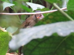Catharus mexicanus