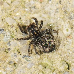 Pseudeuophrys erratica